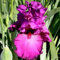 Schwertlilie, Iris x barbata-elatior 'Framboise'