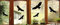 6 Vogel Aufkleber - Vögel Fenster Glas Greifvogel Fensterbild je 24x10cm B397 (schwarz)
