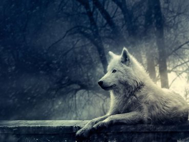 Artic Wolf - Quality Mouse Mat/Pad - 24 x 19 cm