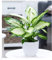 BALDUR Garten Dieffenbachie Camilla, 1 Pflanze, Dieffenbachia maculata, Luftreinigende Zimmerpflanze, unterstützt das Raumklima, Grünpflanze, mehrjährig - frostfrei halten