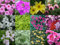 10 x Hanging Basket and Patio Mixed Summer Collection Plug Plants from Plugplants4u