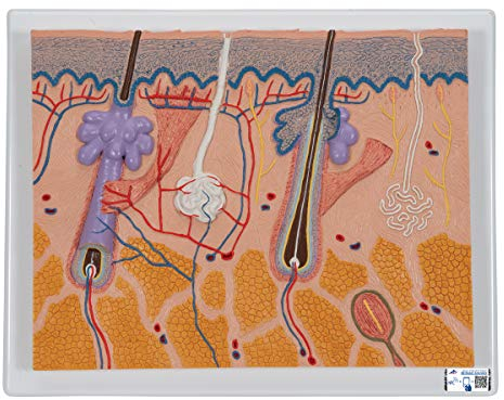 3B Scientific Menschliche Anatomie - Hautschnitt, 70-fache Größe + kostenlose Anatomie App - 3B Smart Anatomy