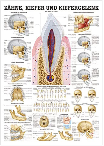 Rüdiger Zähne und Kiefergelenk Lehrtafel Anatomie 100x70 cm medizinische Lehrmittel