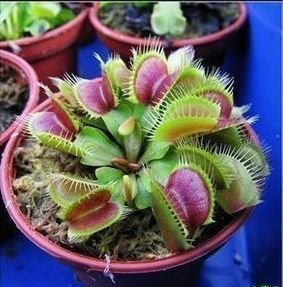 30 Samen / Packung Mücken fangen fliegende Fliegen, Moskitos gefangen essen Samen Slurperon Samen Blumentöpfe Pflanzer