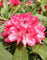Yakushima Alpenrose Rhododendron yakushimanum Snezzy 30-40 cm hoch im 5 Liter Pflanzcontainer