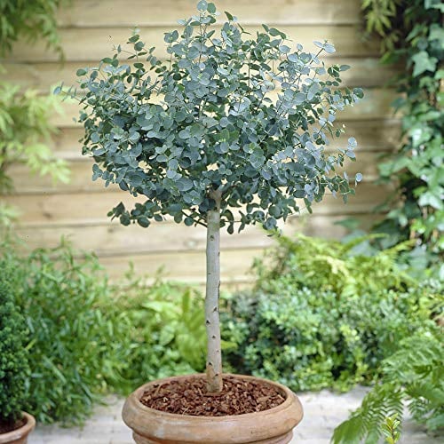 YouGarden Eucalyptus Tree 'gunnii' Standard 60-100cm Tall in a 2L Pot, Outdoor Garden Trees for Pots and Patios, Supplied as an Established Plant