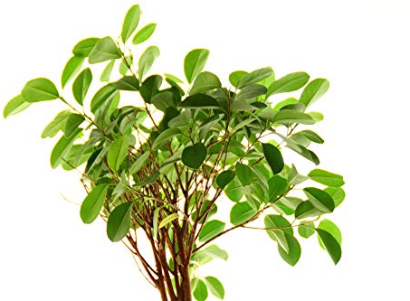 Buddha Baum/Pappel Feige (Ficus religiosa) - 100 Samen(mindestens) !!