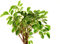 Buddha Baum/Pappel Feige (Ficus religiosa) - 100 Samen(mindestens) !!