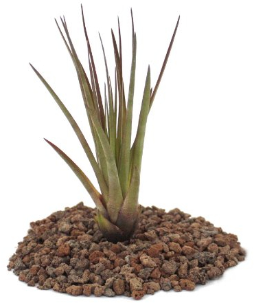 Exotenherz - Tillandsia melanocrater tricolor - lose Pflanze gross