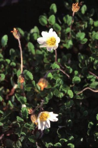 Staudenkulturen Wauschkuhn Dryas suendermannii - Silberwurz - Staude im 9cm Topf