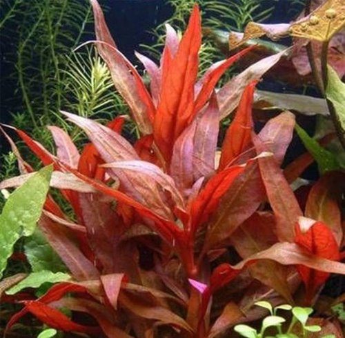 Alternanthera rosaefolia - Plante vivante pour aquarium
