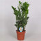 Glücksfeder Zamioculcas Zamiifolia Zanzibar – Pflegeleichte Zimmerpflanze mit Langlebigkeit für Innenräume, ca. 60 cm, Luftreinigend & Dekorativ