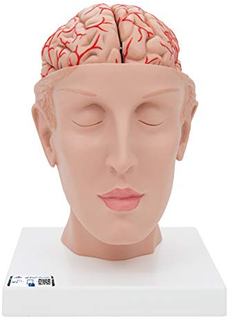 3B Scientific® Menschliches Gehirnmodell mit Arterien auf Kopfbasis – 8-teiliges lebensgroßes Anatomiemodell + Smart Anatomy App (5 Jahre Garantie)