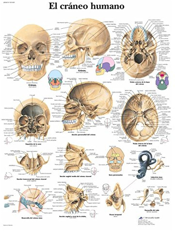 3B Scientific VR3131L Anatomisches Poster - der menschliche Schädel