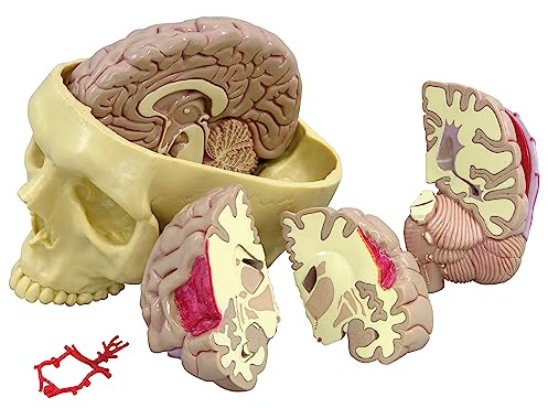 GPI Anatomicals 2900 Gehrin Modell