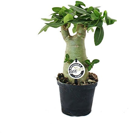 Desert Rose - Adenium obesum - Surprise-Colour, 16cm Pot