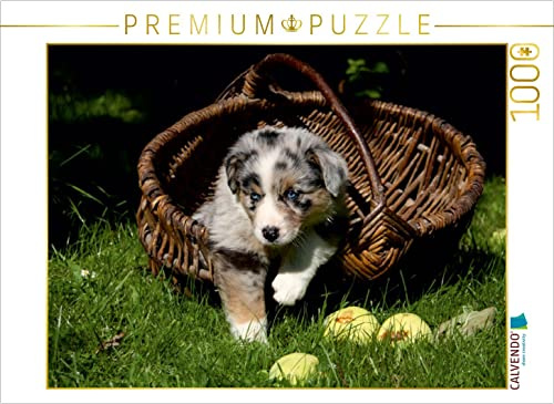 CALVENDO Puzzle Australian Shepherd-Welpe | 1000 Teile Lege-Größe 64 x 48 cm Foto-Puzzle für glückliche Stunden