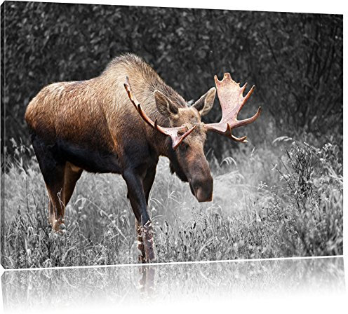 Pixxprint prächtiger Elch auf Wiese B&W, Größe: 100x70cm, Leinwandbild, fertig gespannt, Wandbild, Dekoration, Kunstdruck, kein Poster