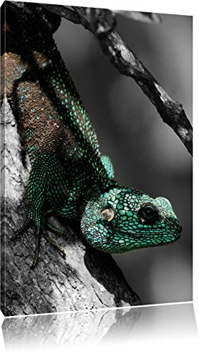 Pixxprint Agama auf Baum AST, Größe: 80x60cm, Leinwandbild, fertig gespannt, Wandbild, Dekoration, Kunstdruck, kein Poster