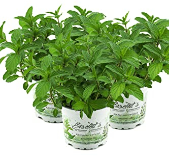 Mentha arvensis x Spicata - 3 plantas japonesas