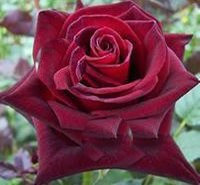 Gothis Nero Baracara Rose 5 semi