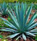 Agave filifera - Maguey-Agave - 20 Samen - frosthart