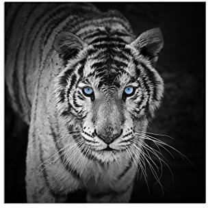 80x80cm - Fotodruck auf Leinwand und Rahmen Tiger Augen schwarz/weiß - Leinwandbild auf Keilrahmen modern stilvoll - Bilder und Dekoration