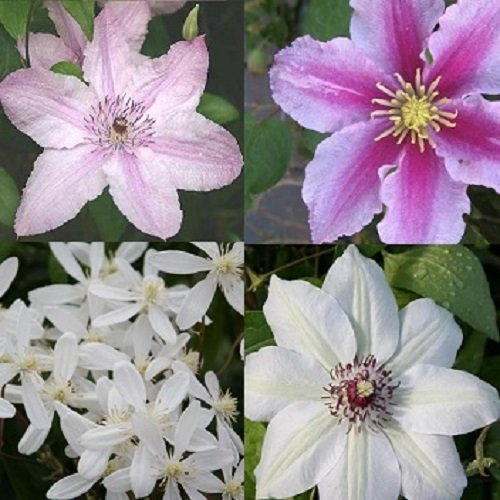 4 x Clematis: Rosafarben Weiß mix - 4 Pflanzen: Clematis Hagley Hybrid, Piilu, Miss Bateman & Armandii (Immergrün) - Winterhart - 1 Immergrüne Pflanze | 4 x 1,5 Liter Töpfe | ClematisOnline Kletterpflanzen
