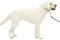PetSafe Sanfter Führer Halsband mit Trainings-DVD - No Pull Hundehalsband, Large 60-130 Lb., Apfelgrün, Nylon, Zieht nicht, lenkt den Hund sanft zu Ihnen hin, wenn er zieht