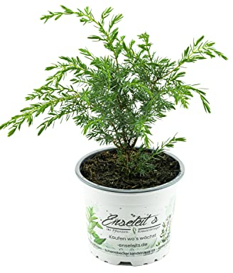 Grillwacholder Pflanze aus nachhaltigem Anbau, Grill Wacholder Pflanze direkt aus der Gärtnerei Enseleit