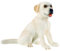 Bullyland 65434 Labrador Jenny