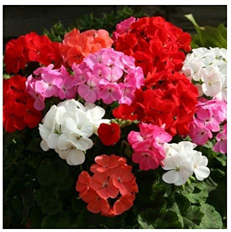 PREMIER SEEDS DIRECT - Geranium F1- Horizon Mix - 10 Finest Seeds