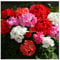 PREMIER SEEDS DIRECT - Geranium F1- Horizon Mix - 10 Finest Seeds