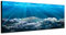 Augenblicke Wandbilder Keilrahmenbild Wandbild 150x50cm Meer Unterwasser Korallen Sonnenstrahlen