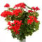 kunstpflanzen-discount.com Geranien Kunstblume mit 116 rote Blüten ca. 40cm Höhe & Durchmesser - Künstliche Pelargonien Blumen zum Stecken