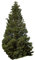 1000 Samen -Stech-Fichte- (Picea pungens glauca) (Winterhart) auch Blaufichte genannt -Schöner Weihnachtsbaum-
