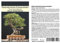 Seedeo® Österreichische Schwarzkiefer Bonsai 30 Samen