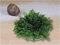rose jericho 3538214904847