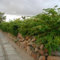 Border Ligustro Ligustrum obtusifolium Seeds