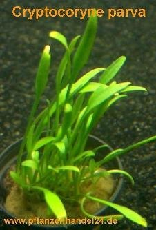 3 Töpfe Cryptocoryne parva, Wasserpflanzen
