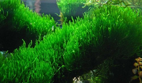 Flammenmoos/Taxiphyllum Spec. Flame - 4 x 6 cm