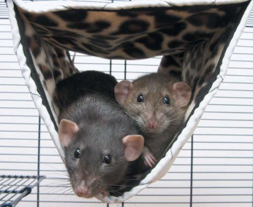 Savic Relax de Luxe Tube Tunnel-Hängematte für Ratten und Frettchen, mittelgroß, 31 x 24 x 24 cm