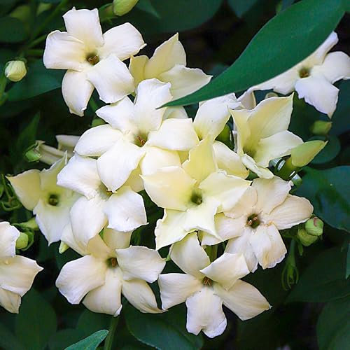 GardenersDream Jasminum Officinale Clotted Cream Plant - Outdoor Garden Ready Flower Plant in Pot - Deciduous Jasmine Flowering Shrub for Gardens and Cottage Walls (15-25 cm incl. 9 cm Pot)