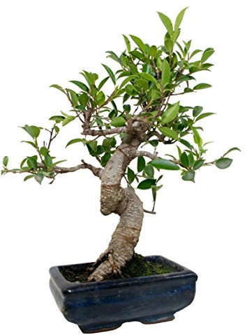 BonsaiGranada | Ficus Retusa 6 ans