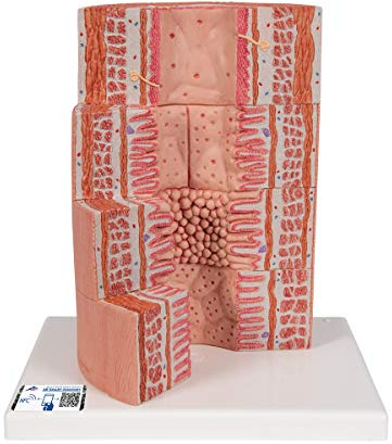 3B Scientific Menschliche Anatomie - 3B MICROanatomy™ Verdauungstrakt - 20-fache Vergrößerung + kostenlose Anatomie App - 3B Smart Anatomy