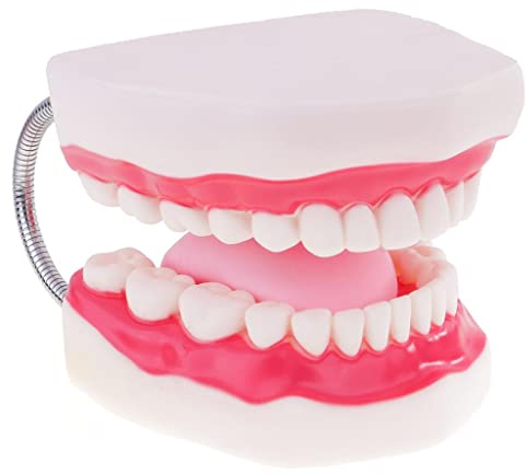 CUTICATE Vergrößerung 6x Mund Zähne Zunge Modell mit Zahnbürste (Rosa, PVC)