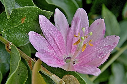 Curuba Passionsblume (Passiflora mollissima) 5 Samen