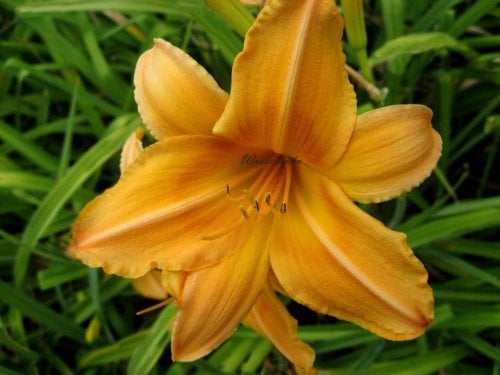 Staudenkulturen Wauschkuhn Hemerocallis Hybr. 'Indian Serenade' - Taglilie - Staude im 11cm Topf