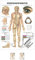 Rüdiger Körperakupunktur Lehrtafel Anatomie 100x70 cm medizinische Lehrmittel