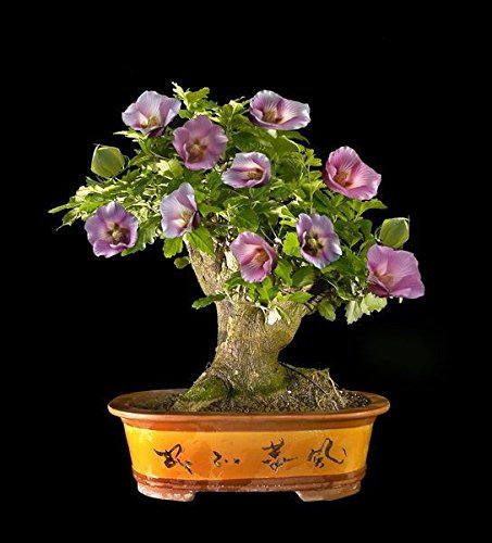 200 Stück 24 Farben Bonsai Hibiscus Blumensamen Hardy, Mischungsfarbe, DIY Hausgarten-Topfpflanze Pflanze, Bonsai-Samen Blume